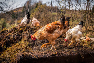 Chicken Poop Fertilizer for the Garden